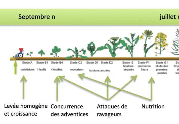 Chronologie du stade du colza, de la levée à la formation des siliques, avec les facteurs influençant sa croissance.