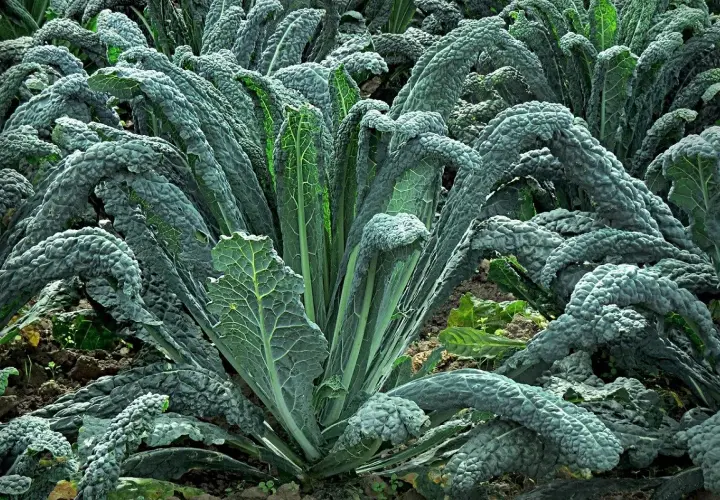 Cavolo nero rigoglioso nel campo, ideale per sapere quando piantare cavolo nero e godere di un raccolto sano.