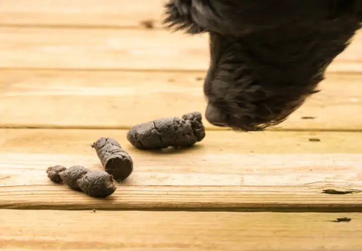 Un chien noir renifle des excréments sur une terrasse en bois. Il semble qu'il y ait eu un vomissement.