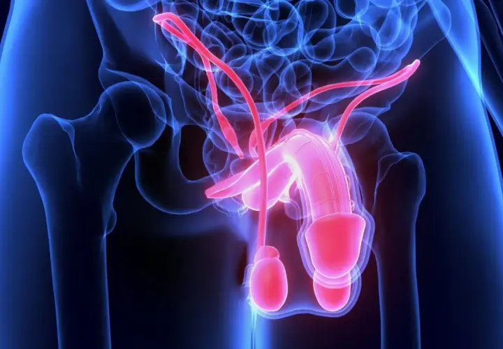 Anatomia męskiego układu rozrodczego. Czerwone naczynia krwionośne mogą sugerować krew w spermie.