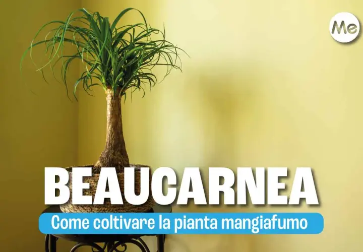 Beaucarnea, la pianta mangiafumo, con il suo tronco bulboso e le lunghe foglie verdi, è facile da curare.