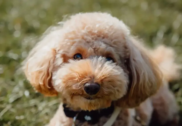 Uroczy maltipoo piesek, jak mały miś, z puszystym futerkiem i błyszczącymi oczami, siedzi na trawie.
