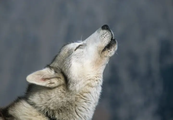 Dlaczego husky wyje? Odkryj przyczyny i jak to zrozumieć