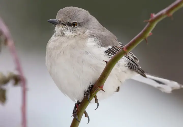 Ein Spottdrossel-Vogel, wie aus "to kill a mockingbird deutsch", sitzt auf einem Dornenzweig.