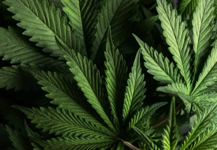 Zielone liście konopi, z których można pozyskać THC.