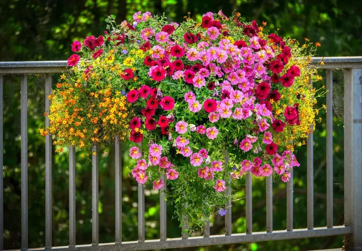 Cesta colgante rebosante de vibrantes flores de verano en tonos rosa, fucsia y amarillo, adornando una barandilla metálica.