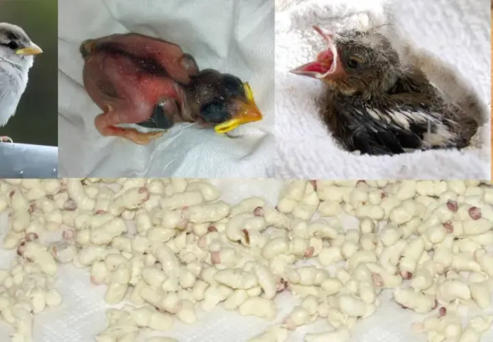 Junge Spatzen hungrig: Ein erwachsener Spatz, Küken in verschiedenen Stadien und ein Haufen Maden, was fressen junge Spatzen.