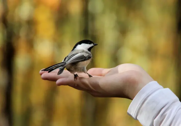 Un pájaro se posa en una mano abierta, un símbolo de paz y conexión con la naturaleza. Los pájaros significado espiritual nos recuerdan la libertad y la esperanza.