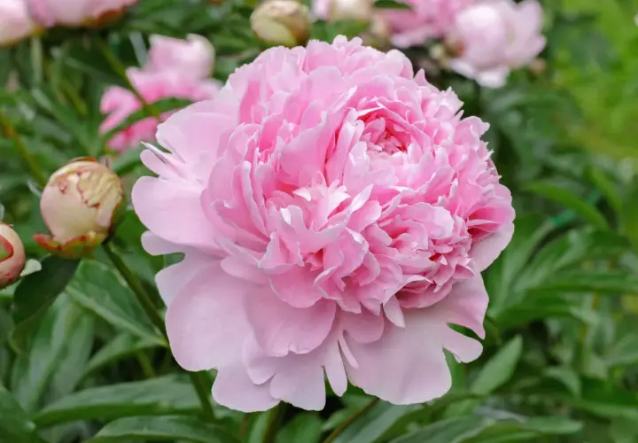 Un bocciolo di peonia rosa pallido si apre in un tripudio di petali soffici, mostrando il suo delicato color peonia.
