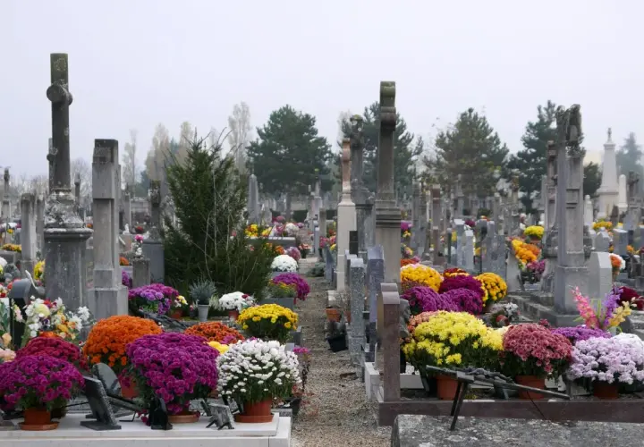 Jakie kwiaty na cmentarz zimą? Odkryj najlepsze rośliny do grobów