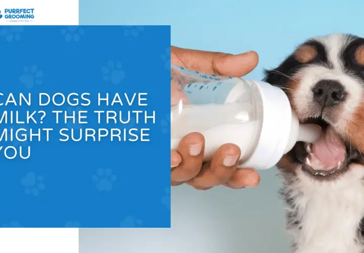 A Bernese Mountain Dog puppy drinks milk from a bottle, prompting the question: can dogs have milk?