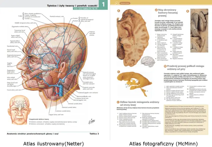 Anatomia człowieka po polsku: tętnice i żyły twarzy, powłok czaszki oraz przekroje mózgowia.