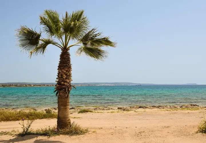 Palma na piaszczystej plaży, turkusowe morze. Czy to miejsce, gdzie jest najcieplejsza woda na świecie?