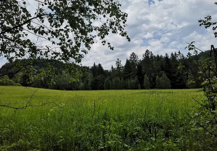 Zielona łąka i las na tle nieba. Krynica-Zdrój jakie to góry? Beskid Sądecki, łagodne wzgórza porośnięte lasem.
