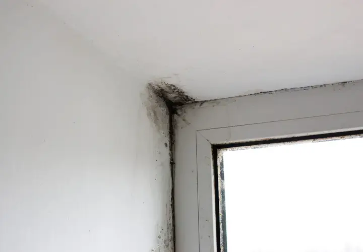 Moisissure noire dans le coin d'une pièce, près d'une fenêtre. Une situation qui justifie une lettre pour quitter un logement insalubre.
