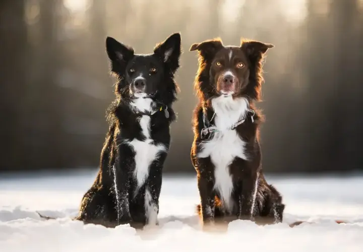 Dwa urocze psy rasy border collie miniaturka siedzą w śniegu, oświetlone ciepłym, zimowym słońcem.