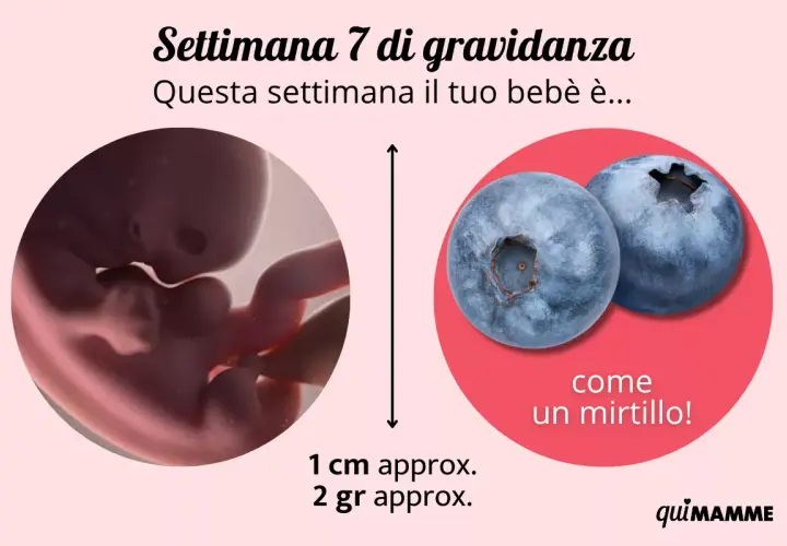 Settimana 7 di gravidanza: il tuo bebè è grande come un mirtillo, circa 1 cm e 2 grammi.
