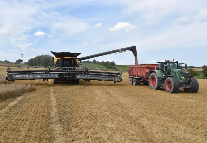 Mähdrescher erntet Raps auf einem Feld.