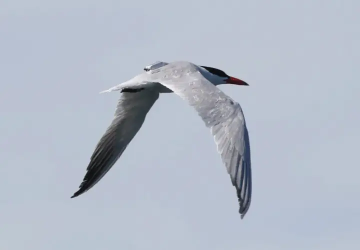 En fisktärna med röd näbb och svart hätta flyger mot himlen. Ett exempel på Sveriges fåglar.