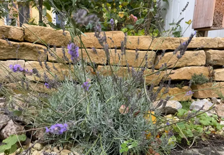 Lavendel schneiden für einen duftenden Garten. Die violetten Blüten vor der Steinmauer verströmen ihren Duft.