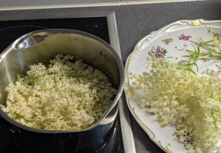 Fleurs de sureau dans une casserole et sur une assiette décorée, prêtes pour faire du sirop de sureau.