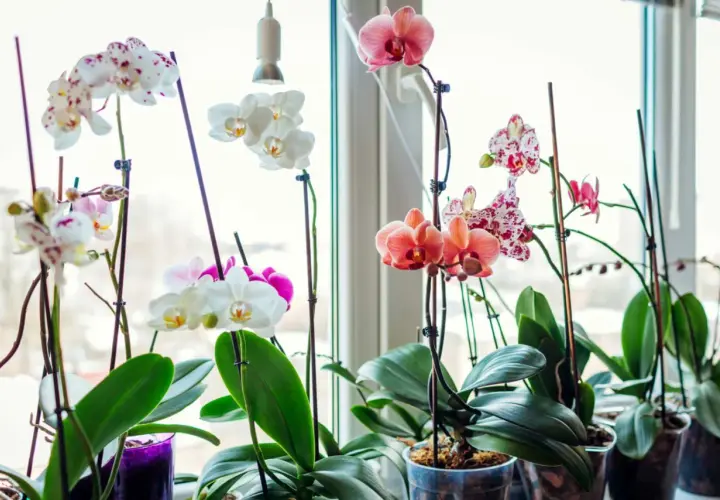 Orchidées épanouies sur un rebord de fenêtre. Un remède de grand-mère pour orchidée, comme un peu de lumière naturelle, suffit à les faire prospérer.