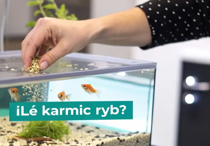 Dłoń wsypuje pokarm do akwarium, gdzie pływają złote rybki. Zastanawiasz się, co jedzą ryby?