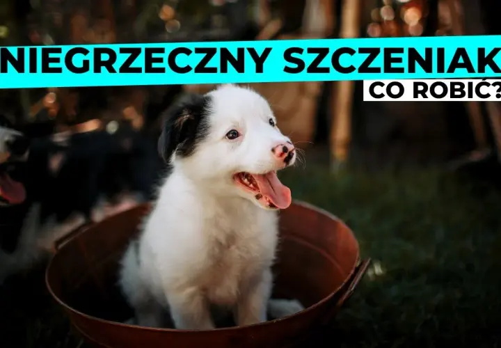 Niesforny szczeniak? Praktyczny poradnik, jak rozwiązać problemy