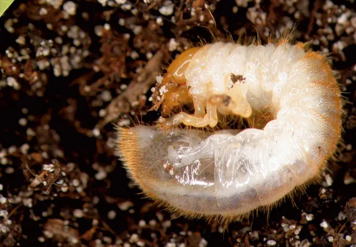 Larva bianca e pelosa, un esempio di insetti che mangiano le radici delle piante, si muove nel terreno scuro.