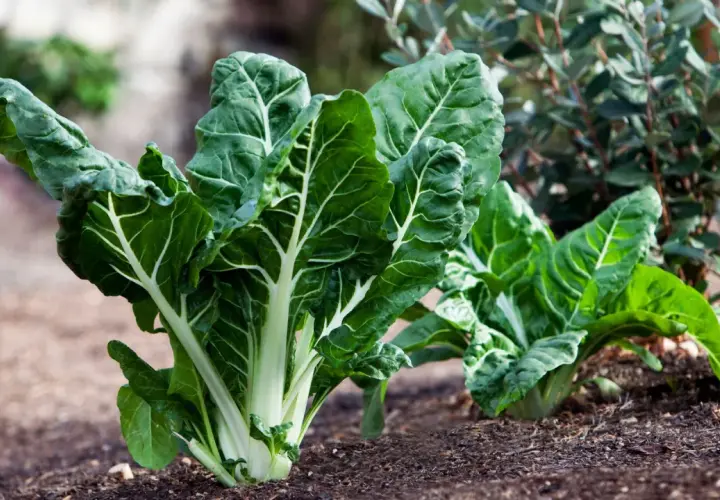 Plantas de acelgas verdes y frescas en un huerto. ¡Los perros pueden comer acelgas!