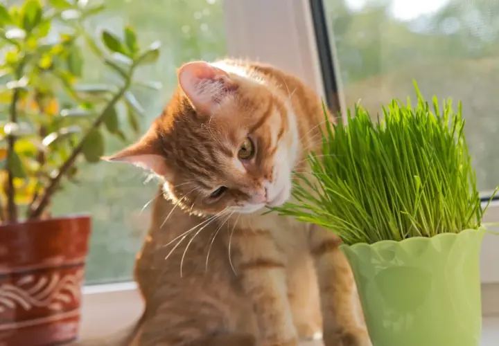 An orange tabby cat nibbles on fresh cat grass, enjoying its benefits.