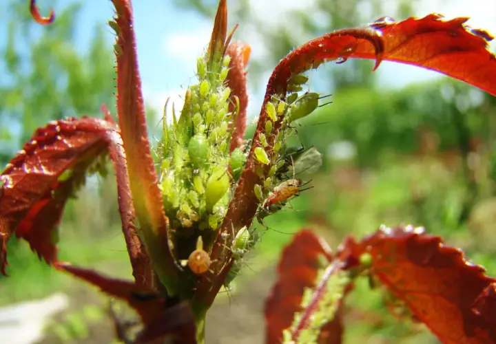 Un jeune plant de framboisier envahi par des pucerons verts. Ces petits insectes, le puceron framboisier, se nourrissent de la sève des jeunes pousses.
