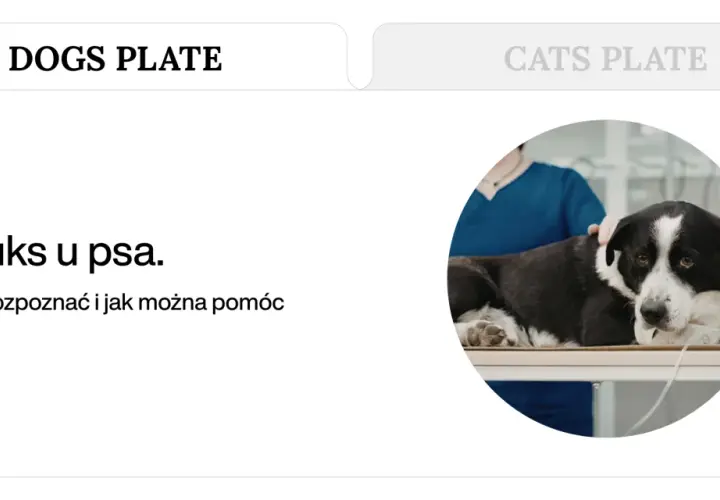 Pies z sondą, weterynarz bada refluks u psa. Objawy i pomoc dietą.