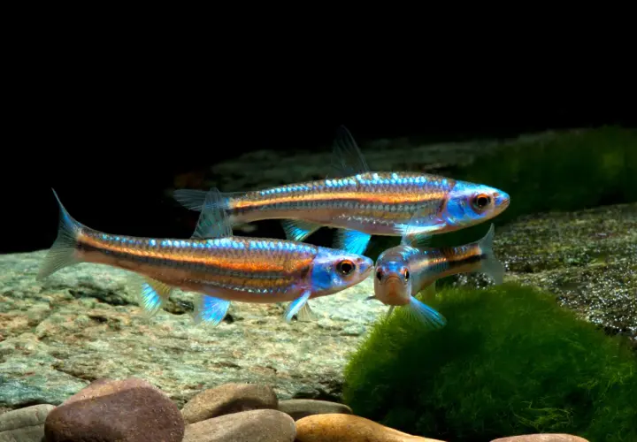 Tre glänsande notropis chrosomus simmar i ett akvarium med stenar och mossa. Deras blå och orange färger lyser.