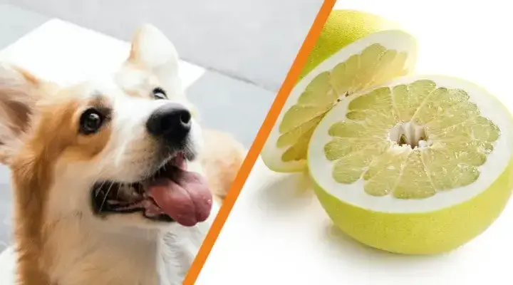 Czy pies może jeść pomelo? Bezpieczeństwo i skutki dla zdrowia