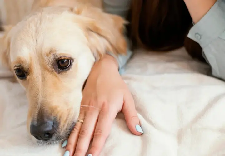 Złoty retriever leży obok swojej pani, która delikatnie głaszcze go po głowie. Pies wygląda na zmęczonego, być może potrzebuje antybiotyku dla psa.