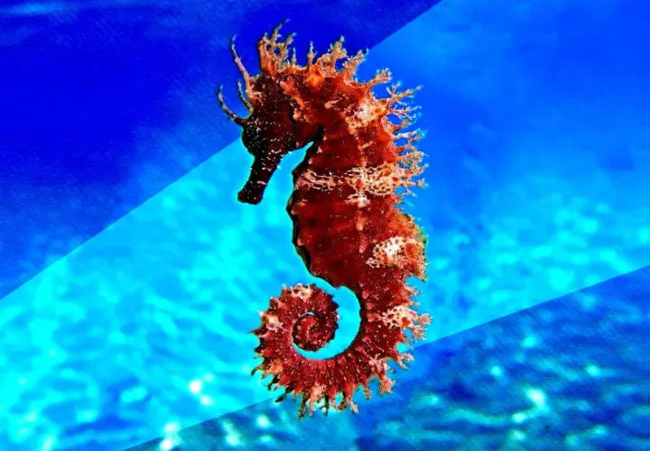 Caballito de mar de color rojizo, con su cola en espiral, flotando en aguas azules. Su tamaño es diminuto, pero su forma es fascinante.