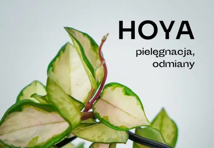 Piękny liść hoja, z kremowo-zielonymi brzegami, zapowiada kwitnienie.
