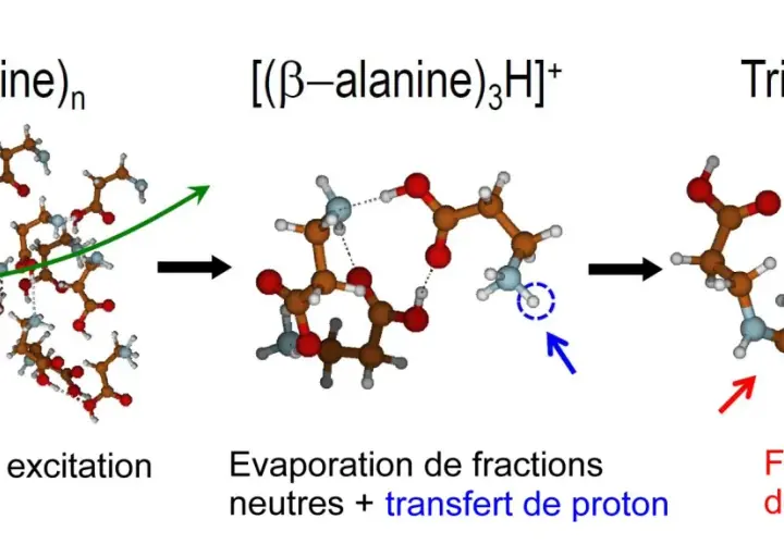 Schéma montrant la formation d'un tripeptide à partir de β-alanine, impliquant ionisation, évaporation et transfert de proton, illustrant la définition des acides aminés.