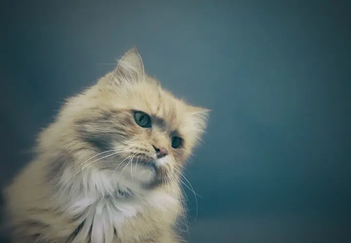 Puszysty rudy kot z zielonymi oczami, wygląda jakby dużo pił i teraz zastanawia się nad życiem.