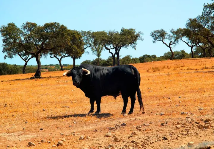 Toro negro imponente en un campo seco, bajo la sombra de árboles. Un ejemplar de la ganadería Torrehandilla.
