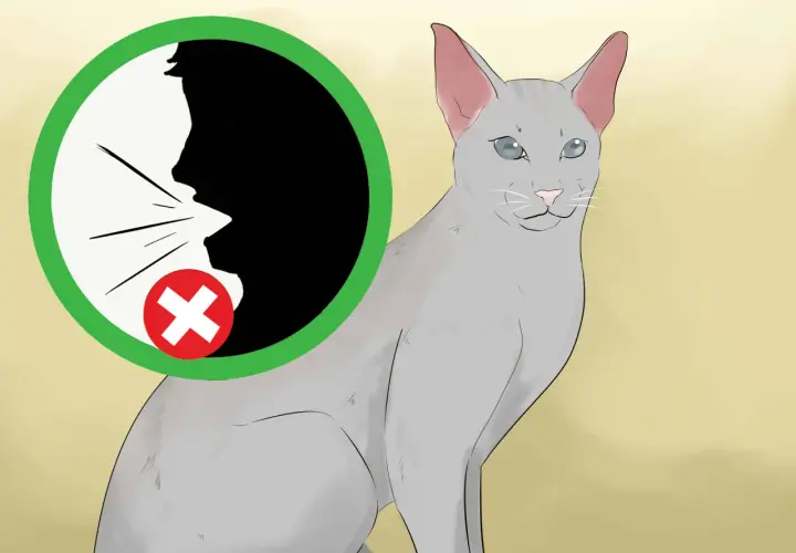 Graue Katze mit blauen Augen, neben einem Kreis mit einem durchgestrichenen Mund.