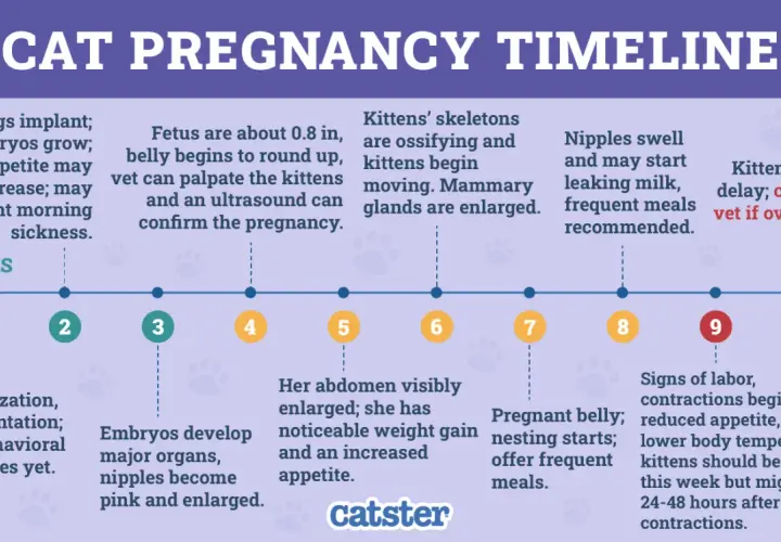 Cat pregnancy timeline showing pre labor signs week by week: from implantation to labor, with key developmental milestones and physical changes.