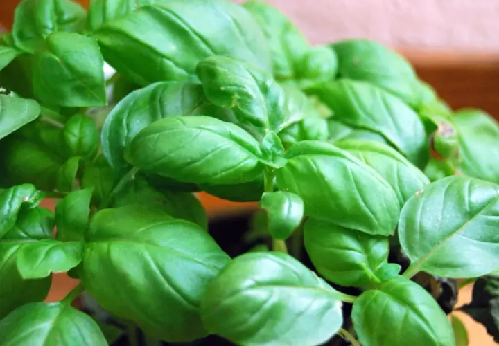 Un primo piano di foglie verdi e lucide di basilico, una verdura profumata perfetta per la cucina.