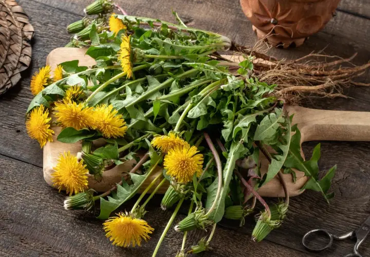 Un mazzo di tarassaco con fiori gialli e radici su un tagliere di legno. Attenzione, alcune varietà di tarassaco velenoso possono assomigliare a queste.