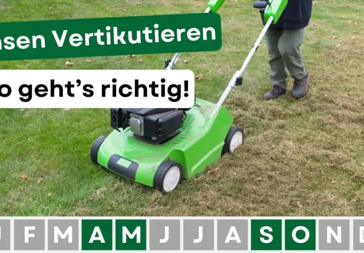 Rasen vertikutieren wann? Ein grüner Vertikutierer im Einsatz auf einem Rasen, der Pflege benötigt. Die Monate zeigen, wann die beste Zeit dafür ist.