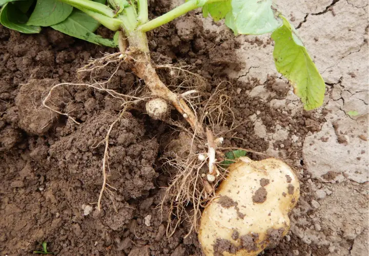 Kartoffelstaude mit Wurzeln und einer Knolle im Boden. Kleine, weiße Knöllchen deuten auf Rhizoctonia bei Kartoffeln hin.