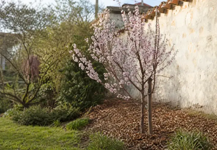 Un jeune abricotier en fleurs, aux délicates fleurs roses, se dresse près d'un mur de pierre ancien.