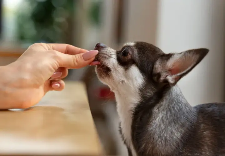 Chihuahua zjada przysmak z ręki. Może to być karma lub lek, np. pyralgina dla psa, podana w formie smakołyku.