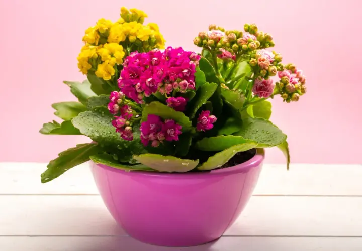 Kalanchoe jak dbać? Kolorowe kwiaty w doniczce, żółte, różowe i fuksjowe. Liście z kroplami wody.